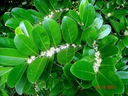 Image result for Suregada