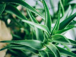 10 health benefits of aloe vera. Growing Aloe Vera Plants How To Care For An Aloe Vera Plant