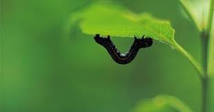 Green caterpillar eating rose leaves. Worms Are Eating The Rose Leaves And Buds Rose Leaves Insecticide For Plants Caterpillar Eating