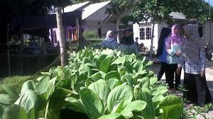 Budidaya tanaman di halaman rumah. Warga Dusun Air Pengabis Sulap Halaman Rumah Jadi Kebun Sayuran Bangka Pos
