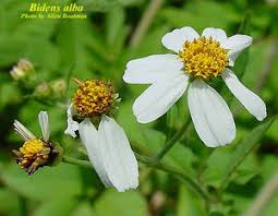 Image result for Bidens sp.no.1