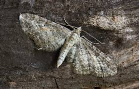 Image result for Eupithecia subumbrata