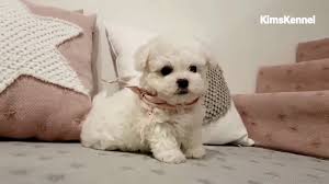 Cutest Maltese Puppies Compilation Toy Teacup Puppy Dogs Youtube
