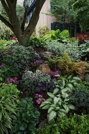 Plantaddicts.com has been visited by 10k+ users in the past month Zone 7 Shade Perennials