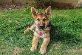German shepherd puppy training will be the most fun you have ever had! German Shepherd Ears Ultimate Guide And Information Pets Byte