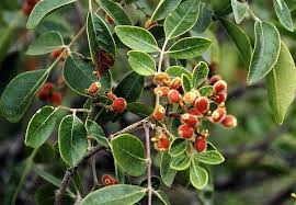 Image result for Searsia natalensis