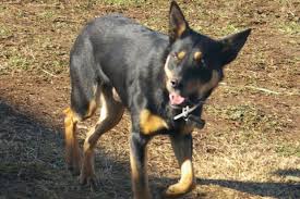 Kitchen equipment australian kelpie breeders. Office Supplies Stationery Australian Kelpie Sheep Dog Farm Dogs 44169 Black Ballpoint Pen Business Office Industrial