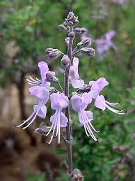 Image result for Sebaea sedoides