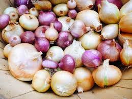 Use that sprouted onion to grow more onions! 7 Secrets To Harvesting Curing And Storing Onions Garden Betty