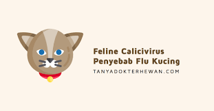 Statistik demam denggi menunjukkan peningkatan kes kumulatif yang begitu tinggi saban tahun sehingga mencecah 68,223 kes bagi tempoh januari sehingga julai 2015 di seluruh malaysia sahaja. 8 Gejala Penyakit Kucing Feline Calicivirus Penyebab Flu Kucing Tanya Dokter Hewan