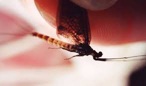 Great savings & free delivery / collection on many items. Making The Most Of Mayfly Flyfishing The Scottish Highlands