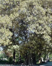 Image result for Ficus pseudomangifera