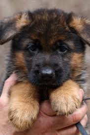 Puppy niko here to kick off the weekend with some adorable head tilts! Pin On German Shepherd Puppies