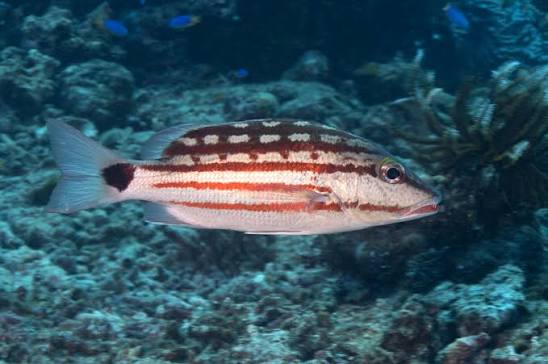 Lutjanus decussatus