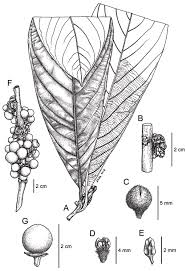 Image result for Actinodaphne