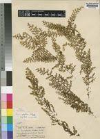Image result for Hymenophyllum kuhnii
