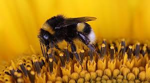 They usually live in the ground or honey bees prefer to live in elevated (as opposed to in the ground) cavities such as walls. How Long Do Bumblebees Live Waiting For Bumblebees To Clear Out