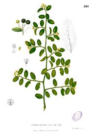 Image result for Capparis fascicularis