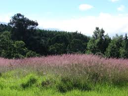 Image result for Melinis minutiflora