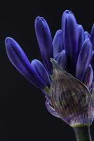 Pin On Gardening Flowers
