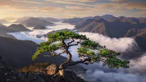 Pinus koraiensis is a species of pine known commonly as the korean pine. I Have Shared Plenty Of Korean Pine Trees But Without A Doubt This Is My New Favorite One Jeolla Bukdo South Korea Oc 3000x2000 Earthporn