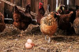 Chickens are natural foragers, so trying new foods is inevitable. How To Stop Chickens From Eating Eggs