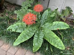 Image result for Scadoxus multiflorus