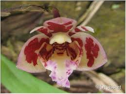 Image result for Polystachya cultriformis