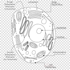 Cells are microscopic mostly because of this constraint. Pflanzen Und Tierzelle Unbeschriftet Clipart Plant Cell Full Size Png Download Seekpng