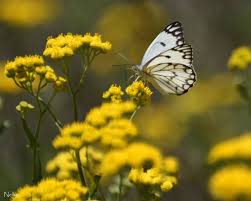 Image result for Nidorella resedifolia
