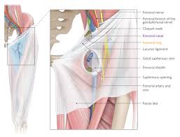 Anatomy of the human body. Thigh Knee And Popliteal Fossa Amboss