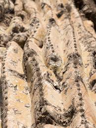 El desierto en un ambiente duro e implacable. Macro De Cactus Saguaro Que Crece En El Desierto De Sonora En Arizona Un Clima Calido Y Seco Saguaro Cactus Es El Cactus Mas Grande En El Mundo Que Sobreviven Con Menos