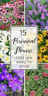 See more ideas about perennials, easy perennials, flower garden. 15 Perennial Flowers That Are Easy To Grow Stacy Risenmay