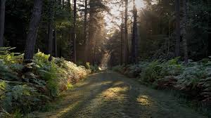Bretagne La Mysterieuse Foret De Broceliande Foret De Broceliande Foret De Paimpont Foret