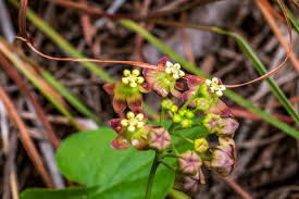 Image result for Pentarrhinum insipidum