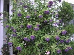 Image result for Iochroma