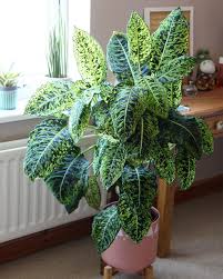 3 114 Me Gusta 93 Comentarios Sing Kuorgette En Instagram 1st Year Progress Update On My Dieffenbachia Reflector House Plant Pots Plants House Plants