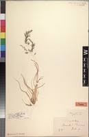 Image result for Eragrostis rotifer