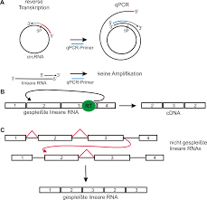 Complementary dna) ist eine dna, die mittels des enzyms reverse transkriptase meist aus mrna synthetisiert wird. Https Edoc Hu Berlin De Bitstream Handle 18452 22238 Dissertation Boss Marcel Pdf Sequence 1