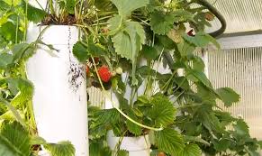 Tower gardens are perfect for producing more in a small space, and they're perfect for a strawberry crop. Simple Diy Strawberry Tower For Aquaponic Or Hydroponic Growing Off Grid World