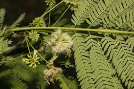 Image result for Cyclocarpa