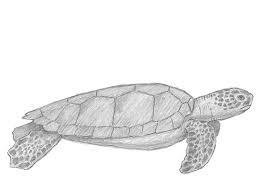 How To Draw A Turtle Step By Step Guide How To Draw Learn how to draw turtle outline pictures using these outlines or print just for coloring. how to draw a turtle step by step