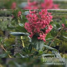 Image result for Escallonia