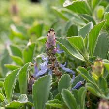 Image result for Coleus neochilus