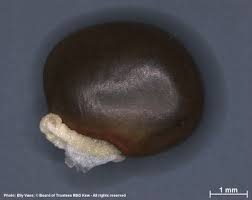 Image result for Ophrestia radicosa