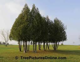 Make clean sharp cuts, slicing completely through the stem. Cedar Landscaping Trees Treepicturesonline