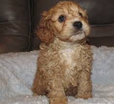 Here we have our beautiful little cavapoo rose. Cavapoo Puppies For Sale Chicago Il 290157 Petzlover