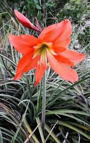 Flowers and plants that are toxic to dogs organized by symptoms; Barbados Lily Poisonous Plant For Pets