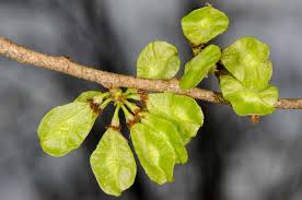 Image result for Ulmaceae