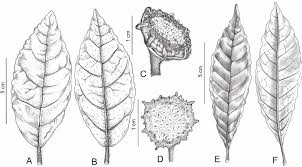 Image result for Dorstenia nyungwensis